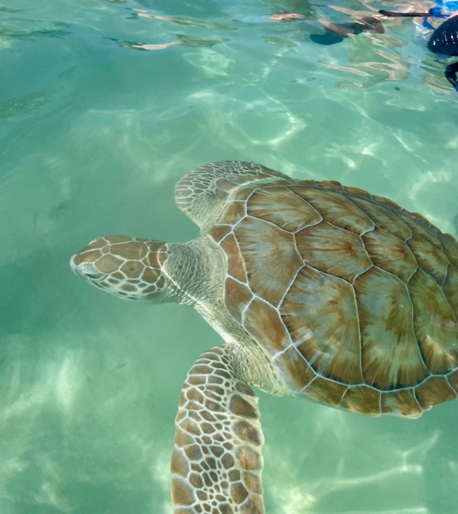 Best beaches in Bahamas - Turtles