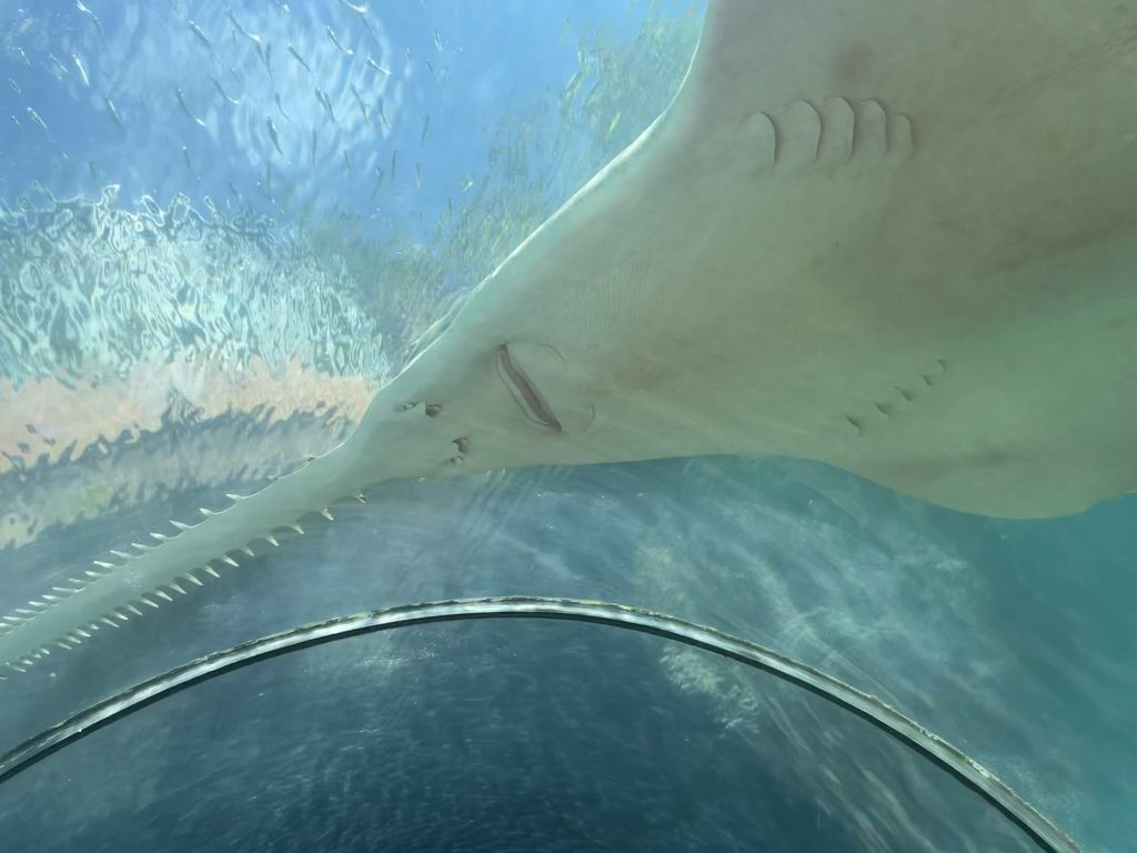 Atlantis Paradise Island Resort Marine Life